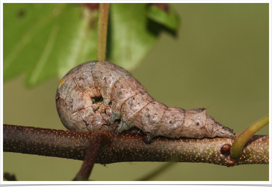 Zale lunata 
Lunate Zale (defensive posture)
Marengo County, Alabama